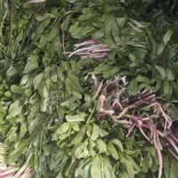 کرفس کوهی