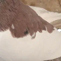 کبوتر شهری