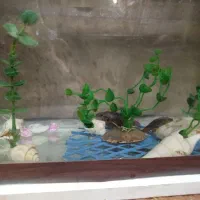 ماهی گوپی وجوئل|ماهی|قم, بنیاد|دیوار