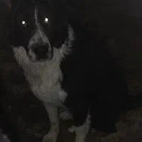 سگ ماده|سگ|شیراز, شهرک مدرس|دیوار