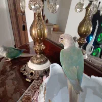 گرینچیک|پرنده|کرج, دهقان ویلا|دیوار
