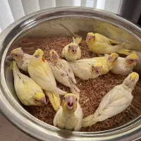 فروش جوجه سرلاکی عروس هلندی|پرنده|شیراز, عادل آباد|دیوار