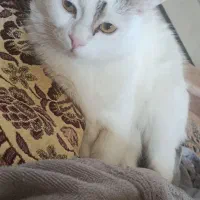 گربه خانگی