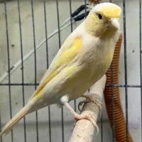 قناری نر قرص بخون