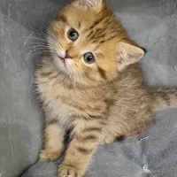 گربه بریتیش نر|گربه|بندرعباس, |دیوار