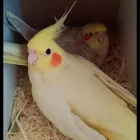 عروس هلندی مولد