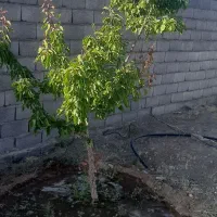 فروش زمین ویلای کهن ترش
