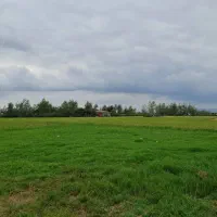 فروش بیجار در شفت