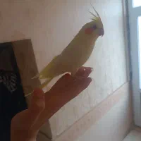 فروش عروس هلندی سخنگو