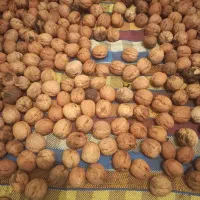 فروش گردو|خوردنی و آشامیدنی|تهران, یوسفآباد|دیوار