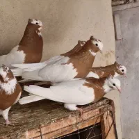 پرنده کبوتر طوقی گوشواره دار