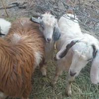 فروش ۳گوسفند دوتا چپش یه گیسه|حیوانات مزرعه|جیرفت, |دیوار
