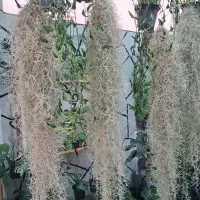 گیاهان هوازی آیونانتا خزه اسپانیایی لیندا|گل و گیاه طبیعی|مشهد, شهرک صنعتی توس|دیوار