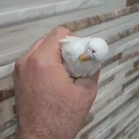 انگلیسی مرغ عشق سفید