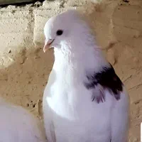 خال سرخ ، قیمت ۱۰۰.۰۰۰.۰۰۰ تمن