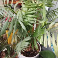 گل و گیاه و کاکتوس زیر قیمت حیاطی و خانگی