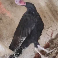 فروش فروش بوقلمون|حیوانات مزرعه|جوادآباد, |دیوار