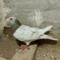 سرونج  جفت گاهی