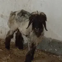 شیشک و بره|حیوانات مزرعه|مسجد سلیمان, |دیوار