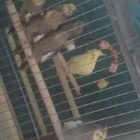 عروس فروشی یکجا۵۵۰تکی۶۵۰