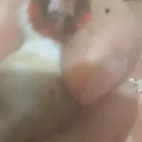 فروشی|پرنده|سردشت, |دیوار