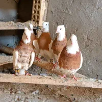 کبوتر طوقی زرد