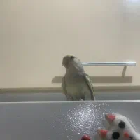 فروش  کوتوله دستی|پرنده|مهر, |دیوار