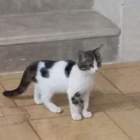 گربه گمشده