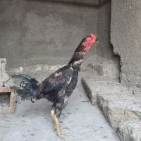 خروس لاری