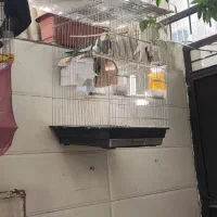 عروس هلنی ومرغ عشق