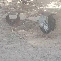 غاز و خروس محلی|حیوانات مزرعه|چمران, |دیوار