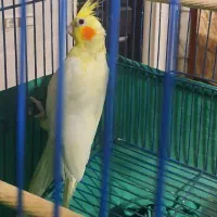 عروس هلندی نر