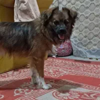 سگ پا کوتاه خیلی عالی بدون هیچ مشکلی شناسنامه دار|سگ|نورآباد ممسنی, |دیوار