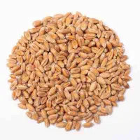 انواع بذر گندم و جو|خدمات باغبانی و درختکاری|آق قلا, |دیوار