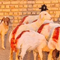 میش کاوور بره عروسک