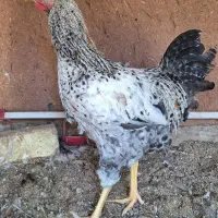 خروس گلین|حیوانات مزرعه|اصفهان, قهجاورستان|دیوار