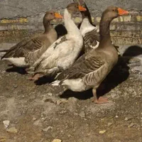 غاز|حیوانات مزرعه|شادگان, |دیوار