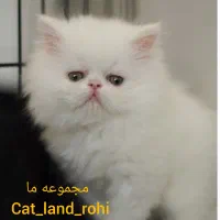 گربه پرشین کت سوپر فلت اصیل