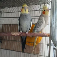 عروس هلندی جفت