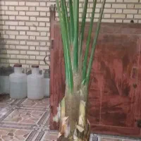 سلام پاجوش شادگان|گل و گیاه طبیعی|شادگان, |دیوار