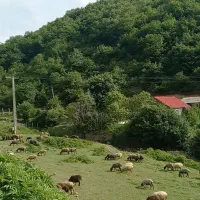 فروش زمین جهت ساخت داخل بافت مسکونی خلرد کیاسر