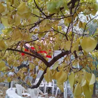 اجاره آپارتمان ۶۵ متری ۲ خوابه در شهران جنوبی