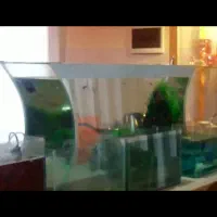آکواریوم طرح مقعر زیبا + وسایل