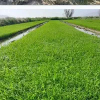اکیپ کارگر کشاورزی