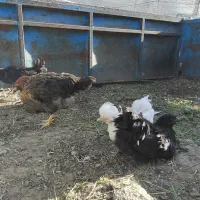 7عددمرغ خانگی 5عددفریح 2عددمرغ یه ساله