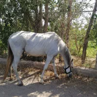 اسب مادیان عرب ترکیه و نریان