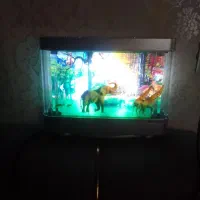 چراغ خواب جنگلی