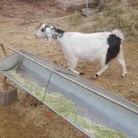 بزه|حیوانات مزرعه|زرند, |دیوار