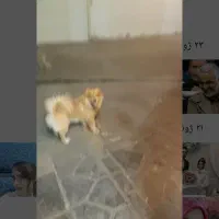 گم شده ۰۰۰۰۰۰گم شده ۰۰۰۰۰۰۰گم شده ۰۰۰۰۰۰