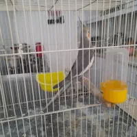 عروس هلندی|پرنده|مشهد, تلگرد|دیوار